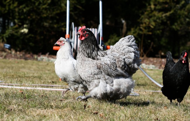 Araucana ja orpington.