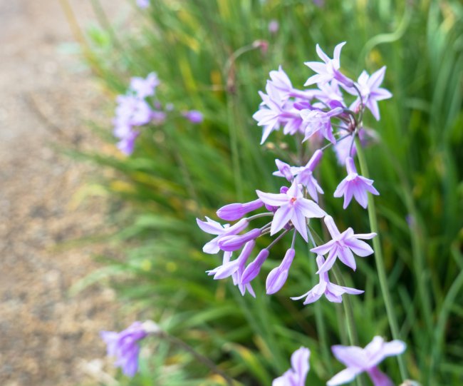 Lilla kroonlaugu (Tulbaghia violacea).