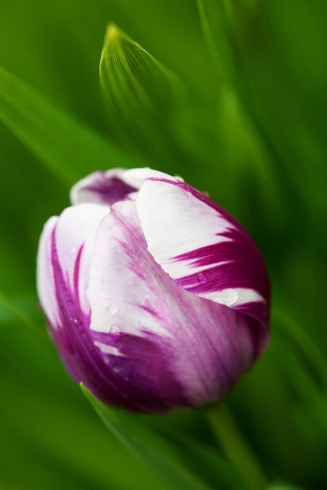 Triumftulp ’Blueberry Ripple’.