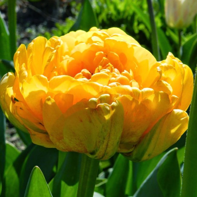 Täidisõieline ehk pojengtulp ’Sunlover’.