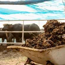 MFC orgaanika allikaks kõlbavad hästi ka sealäga ning loomasõnnik.